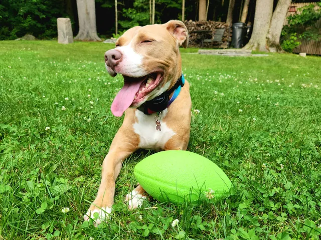 The Hotel for Homeless Dogs * New England Humane Society