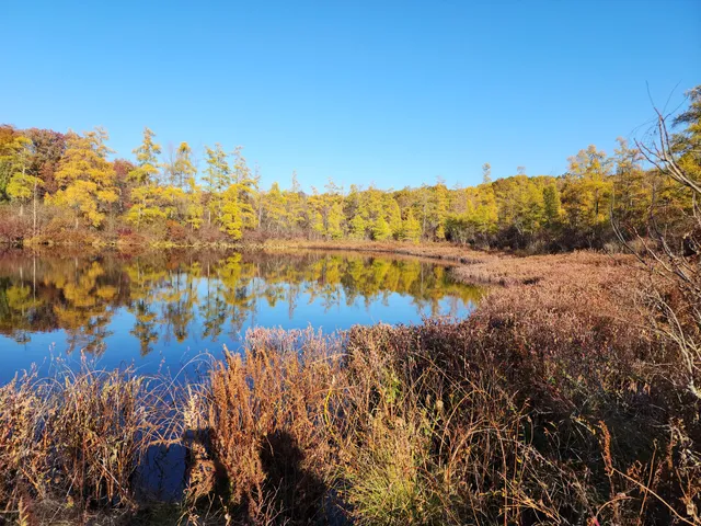 Triangle Lake Bog State Nature Preserve