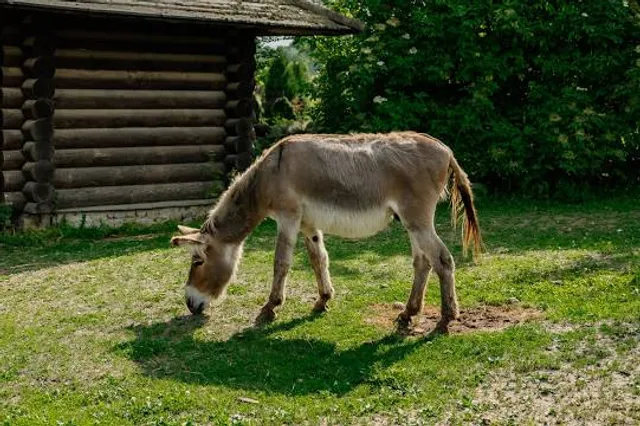 Rezerwat Archeologiczny – Gród Piastowski w Gieczu