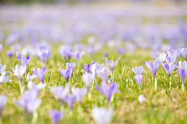 Krokuswiesen jedes Jahr im März/April
