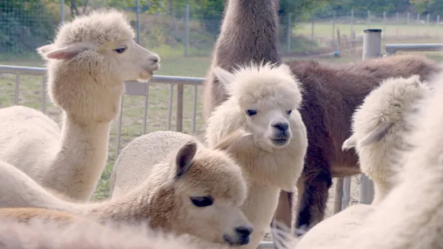 Alpakawanderung und Lamawanderung Mödling bei Wien
