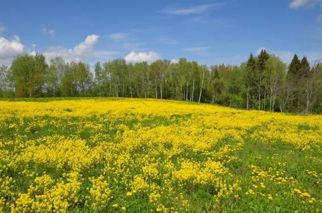 Rezerwat przyrody Diabelskie Pustacie