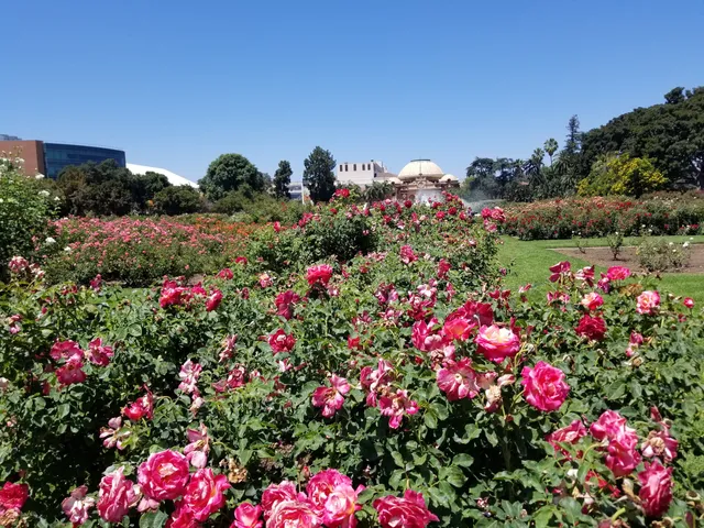 Exposition Park Rose Garden