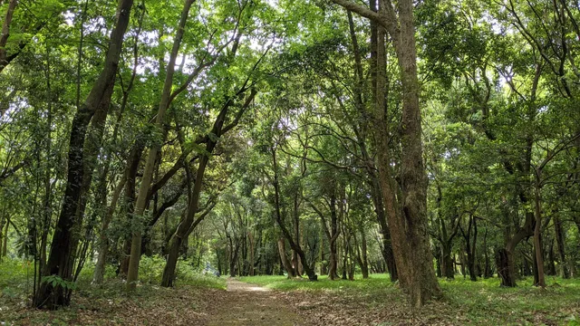 Kashihara Forest Park