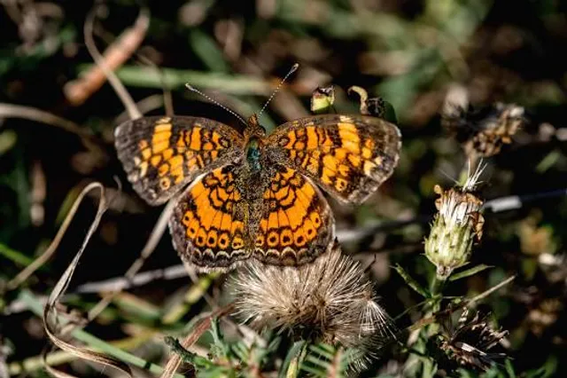 North Park Village Nature Center