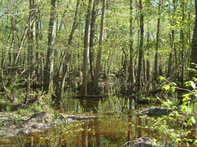 Cache River State Natural Area