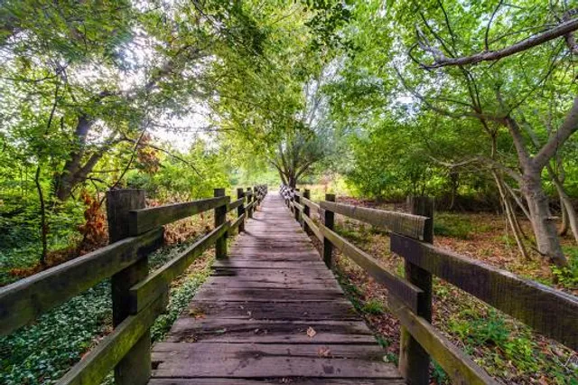 Constantia Greenbelt and Forest