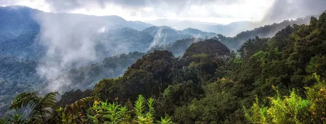 Nyungwe National Park