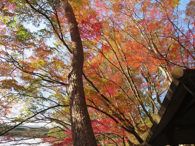 Momiji Park