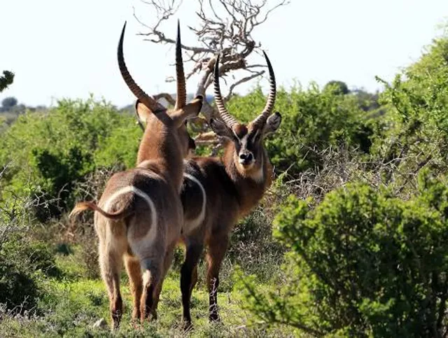 Alta Vista Botanical Gardens