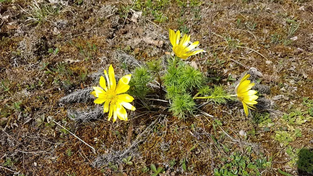 Mäusberg-Rammersberg-Ständelberg