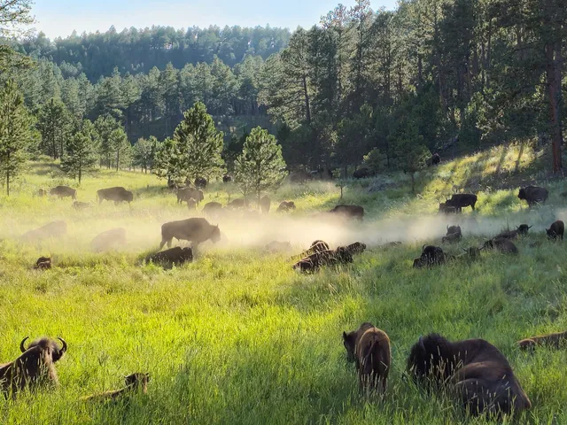 Custer State Park Visitor Center