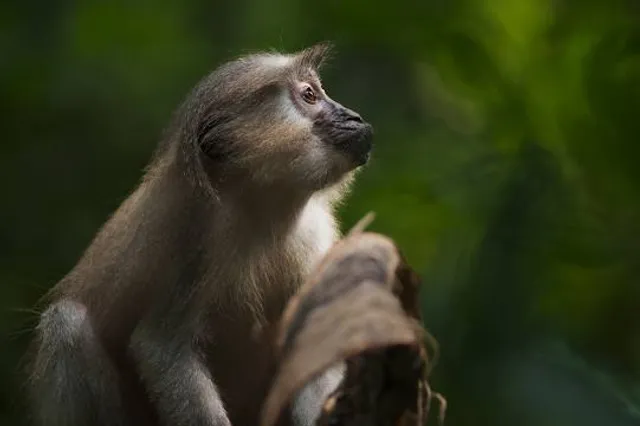 Tana River Primate National Reserve