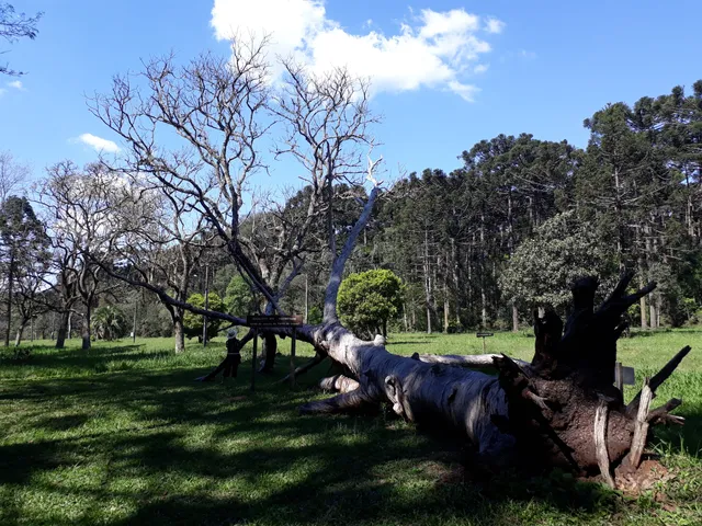 Irati National Forest