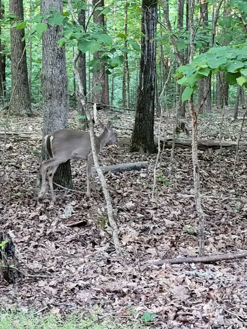 Little Mulberry Park