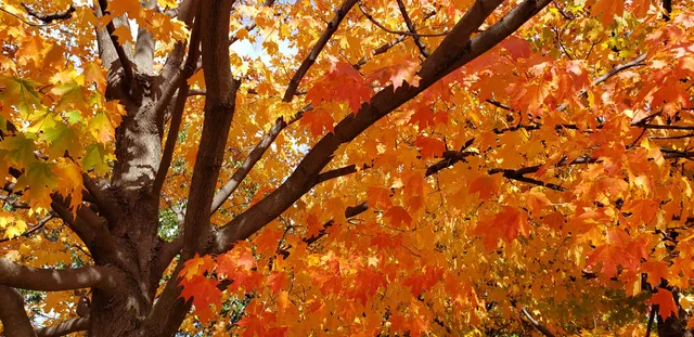 Berkeley Park District Building