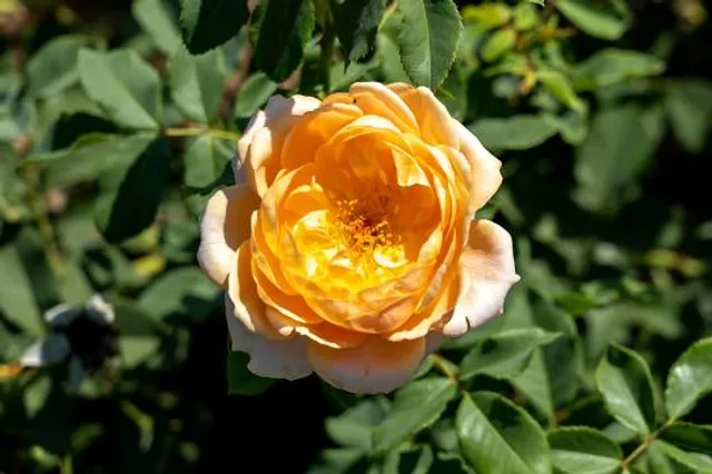 Gemeinde Großschönau