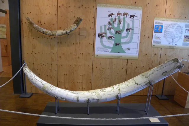 Museo Geopaleontologico "Alto Aventino"