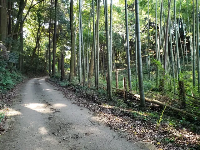 Sakura Municipal Forest