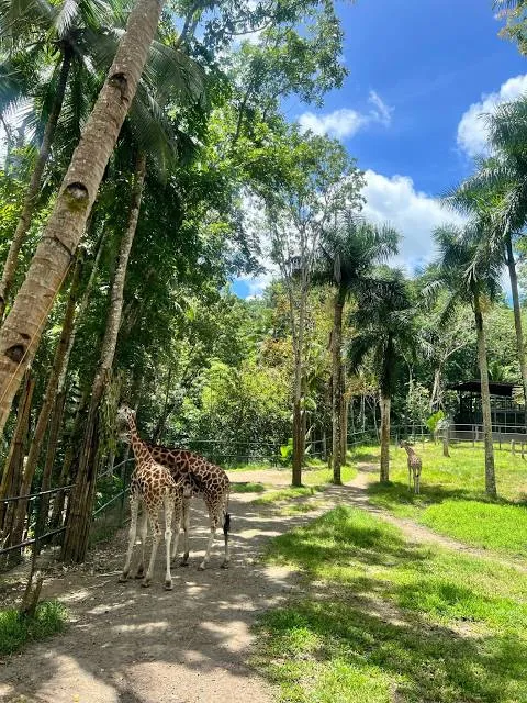 Cebu Safari and Adventure Park