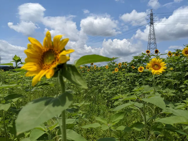 Otosakurakaido Hana Park