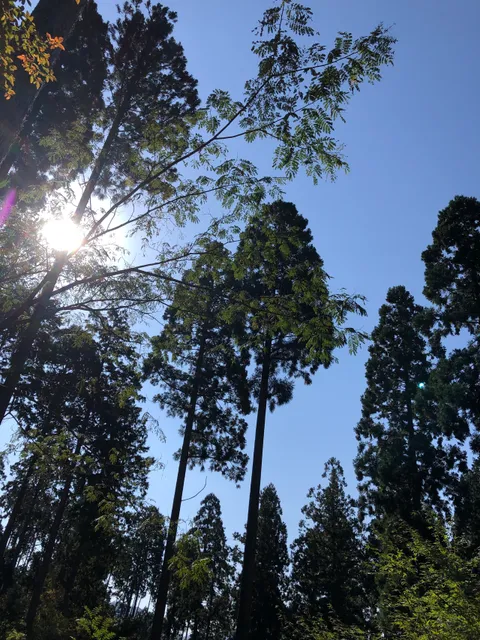 コモレビノモリキャンプジョウ