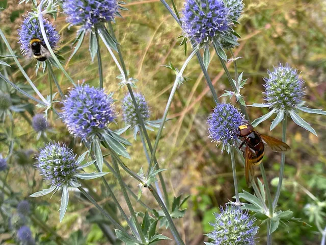 Freundeskreis Botanischer Garten Oberholz e.V.