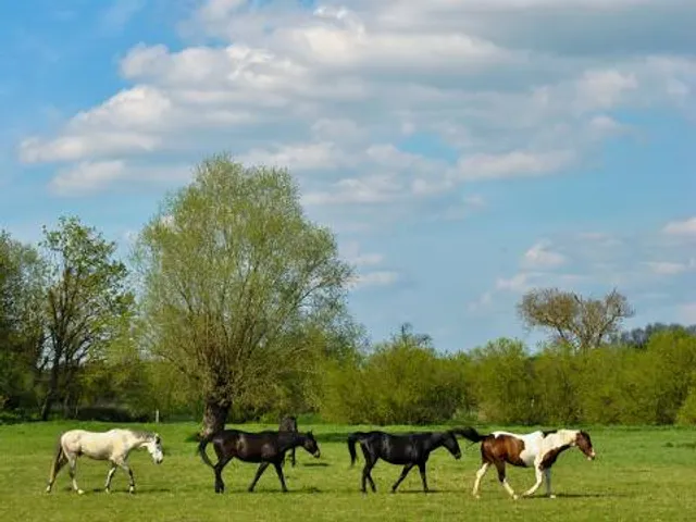 Grantchester Meadows
