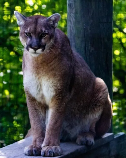 Lincoln Park Zoological Society