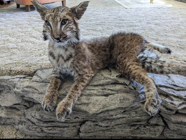 Red River Taxidermy - Childress, Texas