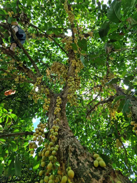 Vườn măng cụt Lái Thiêu