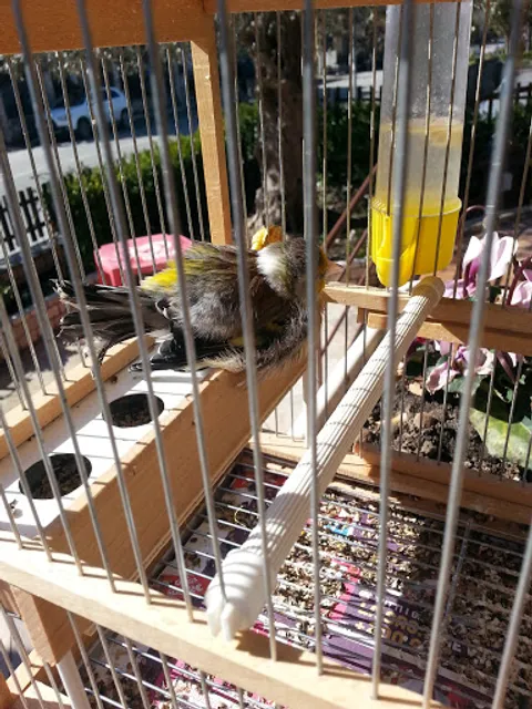 La Tazzina D'oro Di Ferrara Nicola