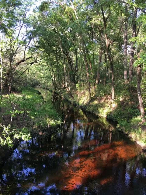 Etoniah Creek State Forest