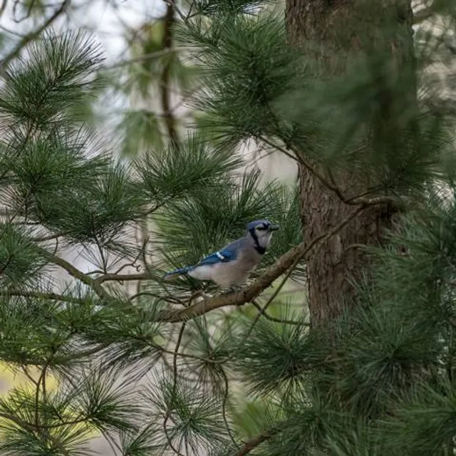 A.D.(Doug) Barnes Park