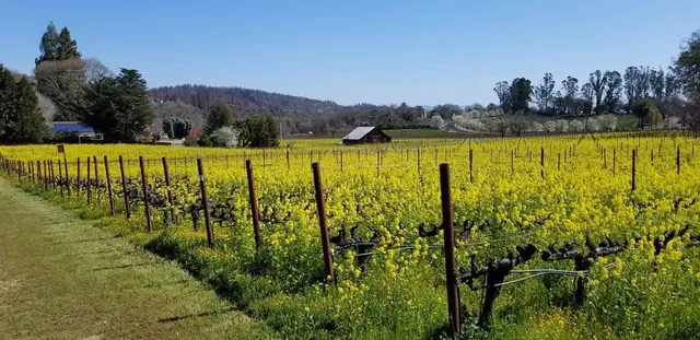 Revana Family Vineyards