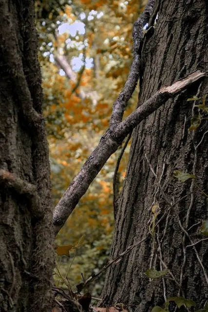 Erdőtelki Arborétum