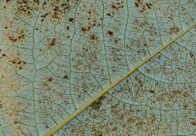 Ośrodek Wypoczynku Niedzielnego