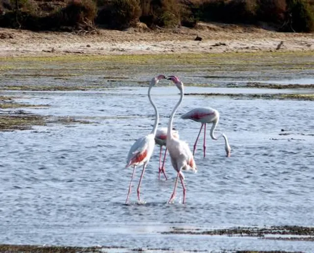 Kozmické ptačí louky