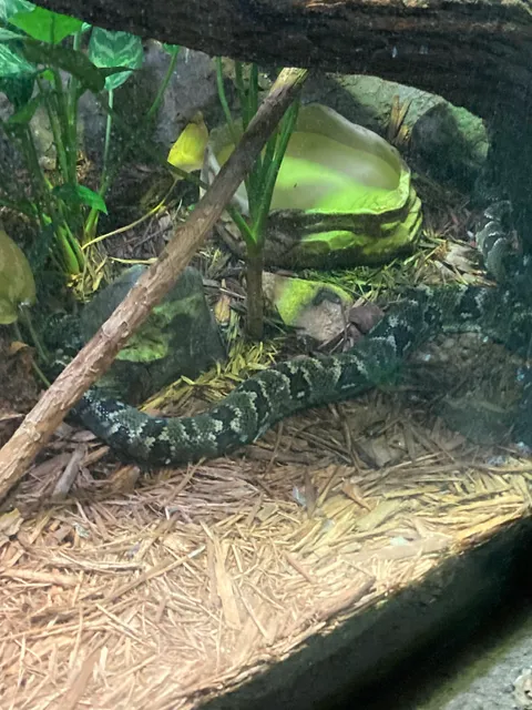 Habitat Africa! The Forest