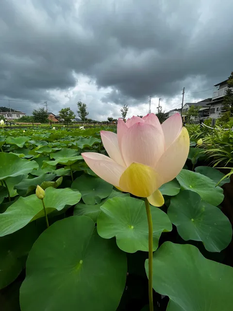 キタヨシダハスノサト