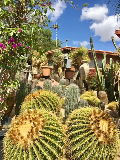 Ponderosa Cactus