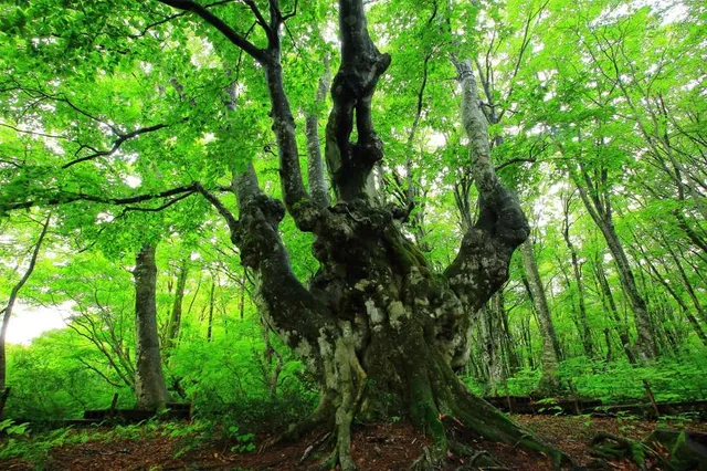 Kitahiroshima Recreation Forest