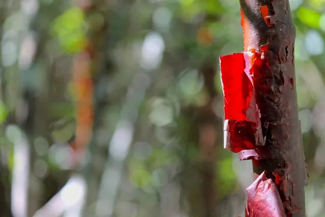 Cayman Crystal Caves