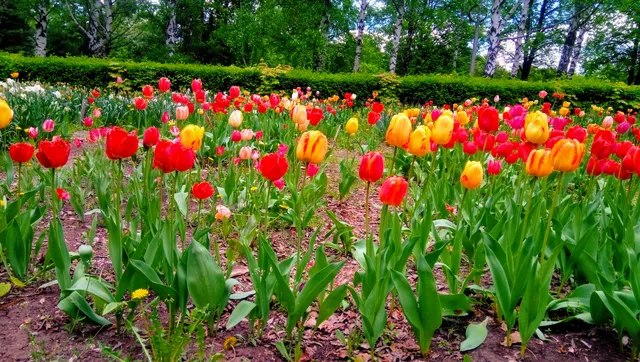 Botanicheskiy Sad-Institut Unts Ran