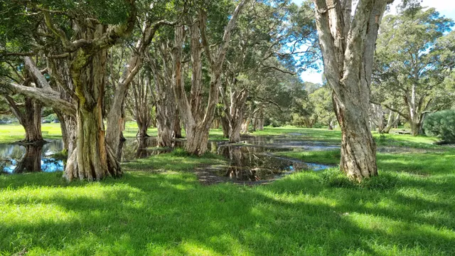 Lachlan Swamp