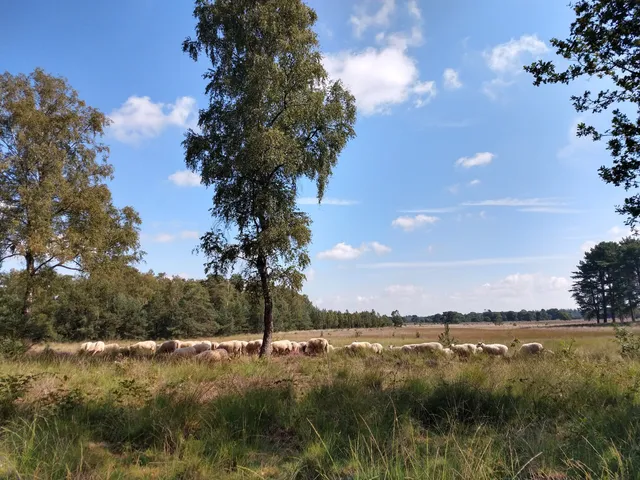 Heath and woodland walk