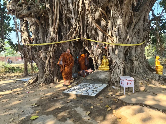 Ajapala Nigrodha Tree - Totoro Tree