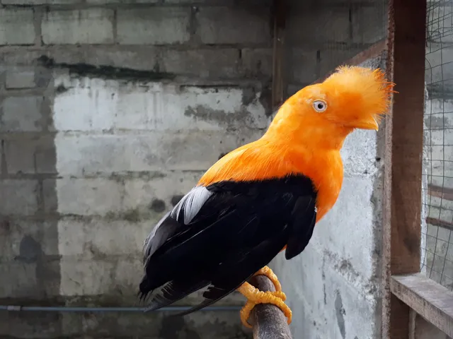 ZOOLOGICO GALLITO DE LAS ROCAS