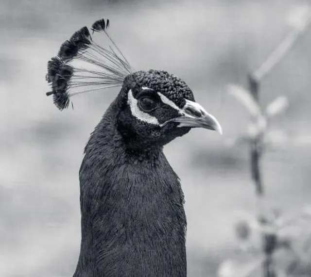 Uilen- en Dierenpark De Paay