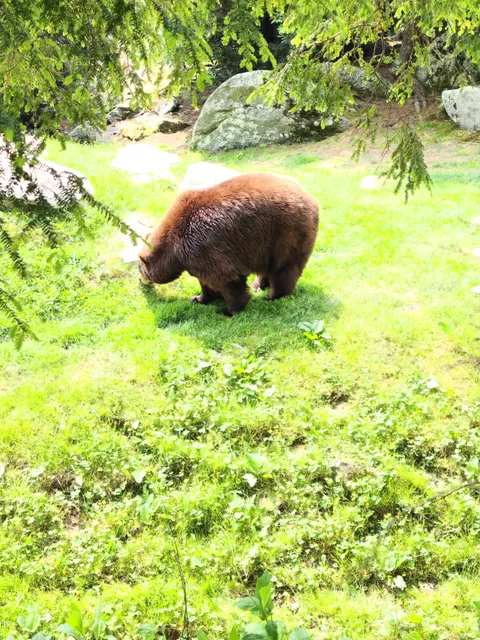 Mildred the Bear Wildlife Habitats